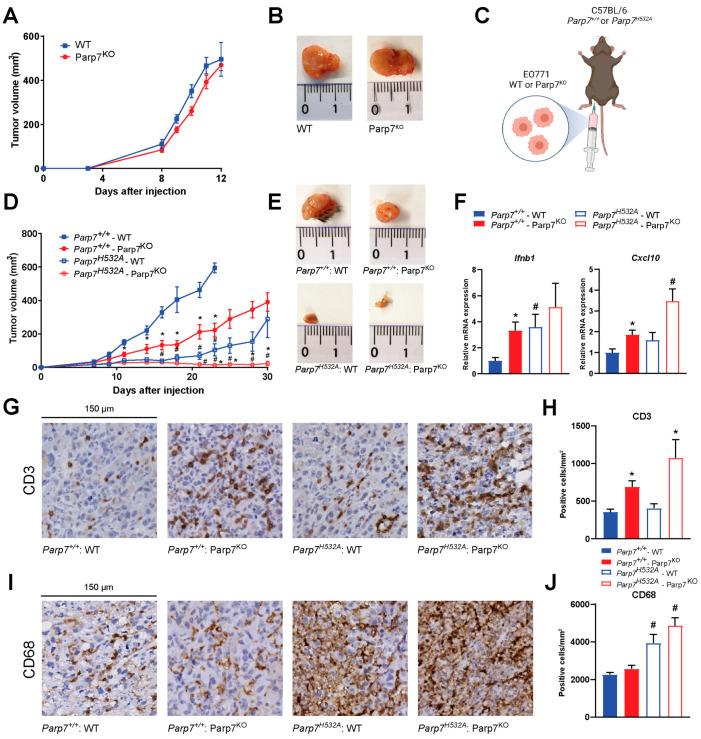 https://cdn.ncbi.nlm.nih.gov/pmc/blobs/5286/10377955/58a42a6fe548/cancers-15-03689-g005.jpg