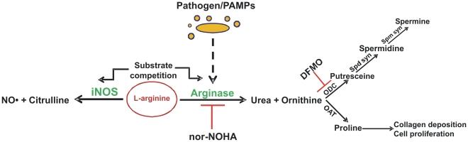 https://cdn.ncbi.nlm.nih.gov/pmc/blobs/5288/2887468/953b1d92e1d0/ppat.1000899.g001.jpg