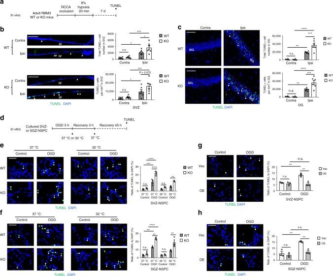 https://cdn.ncbi.nlm.nih.gov/pmc/blobs/5288/6726629/239180bae38e/41467_2019_11870_Fig4_HTML.jpg