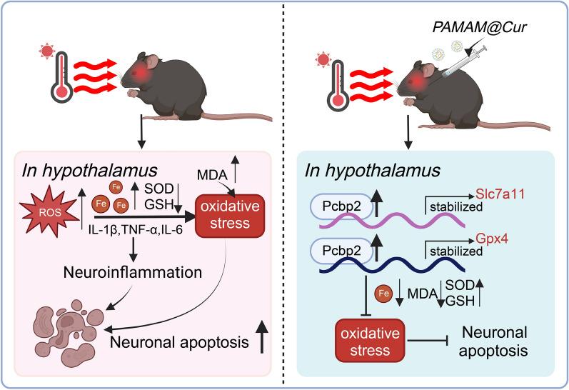 https://cdn.ncbi.nlm.nih.gov/pmc/blobs/528a/11396141/3e9a3ebd0fb8/12951_2024_2771_Fig10_HTML.jpg