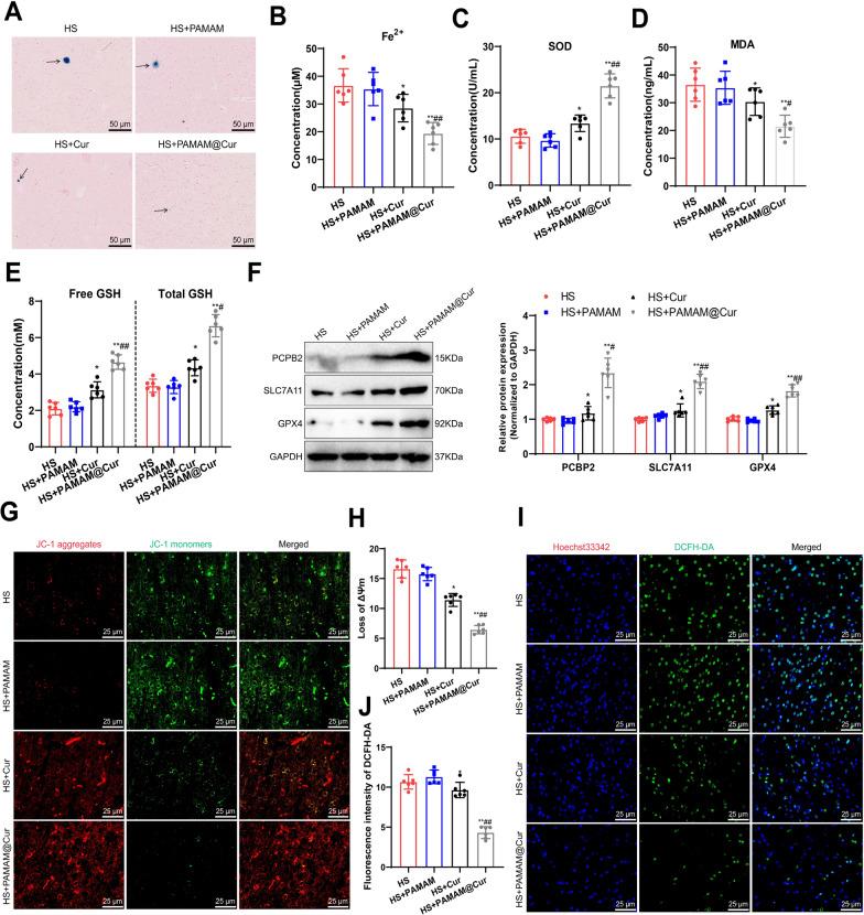 https://cdn.ncbi.nlm.nih.gov/pmc/blobs/528a/11396141/4ba7b59b2e91/12951_2024_2771_Fig8_HTML.jpg