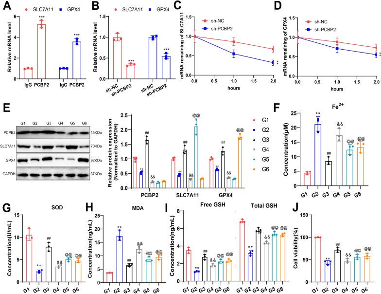 https://cdn.ncbi.nlm.nih.gov/pmc/blobs/528a/11396141/78918c5983c3/12951_2024_2771_Fig9_HTML.jpg