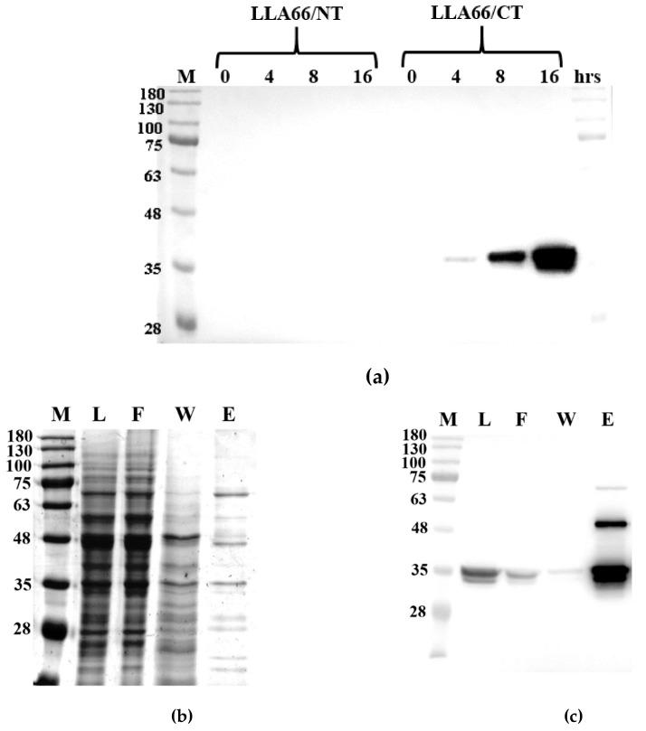 https://cdn.ncbi.nlm.nih.gov/pmc/blobs/528a/6696123/79151b01005b/molecules-24-02728-g003.jpg