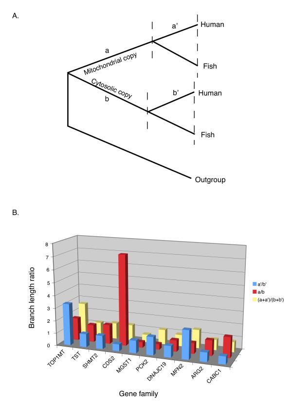 https://cdn.ncbi.nlm.nih.gov/pmc/blobs/528e/2790464/05066d184bec/1471-2148-9-275-3.jpg