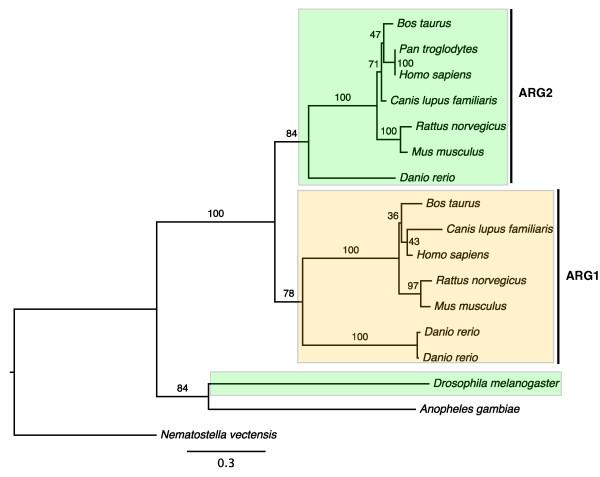 https://cdn.ncbi.nlm.nih.gov/pmc/blobs/528e/2790464/e16dc89e641b/1471-2148-9-275-1.jpg