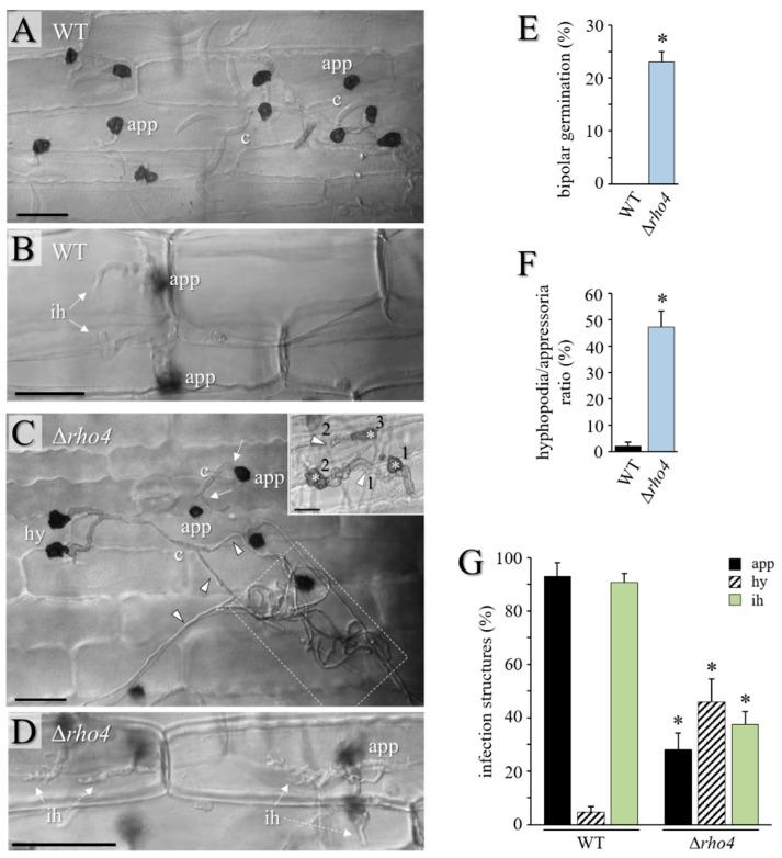 https://cdn.ncbi.nlm.nih.gov/pmc/blobs/528e/9604917/865c8ff0a1ad/jof-08-00997-g006.jpg