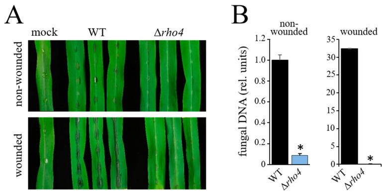 https://cdn.ncbi.nlm.nih.gov/pmc/blobs/528e/9604917/f4d7e9a64394/jof-08-00997-g007.jpg