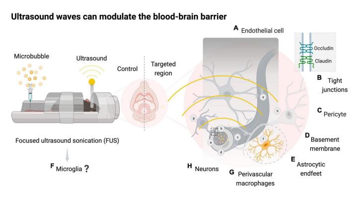 https://cdn.ncbi.nlm.nih.gov/pmc/blobs/5291/10757935/8d0e1509c03a/fncel-17-1290628-g001.jpg