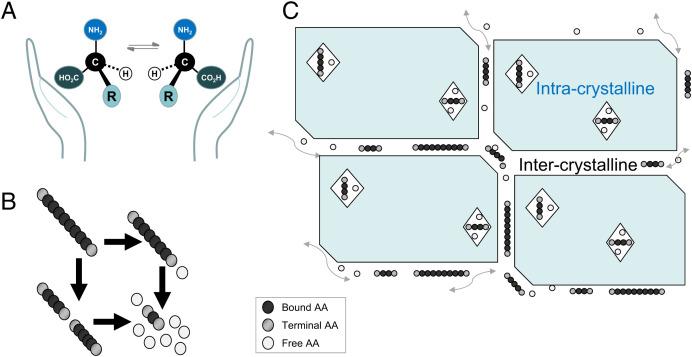 https://cdn.ncbi.nlm.nih.gov/pmc/blobs/5293/9618083/cdccd00285bd/pnas.2109324119fig04.jpg