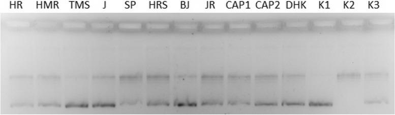 https://cdn.ncbi.nlm.nih.gov/pmc/blobs/5295/10880293/4d2a36e43c86/12906_2024_4394_Fig4_HTML.jpg