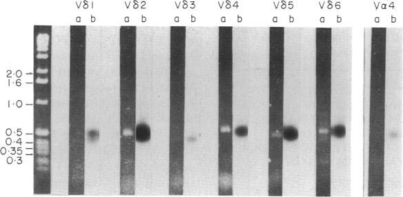 https://cdn.ncbi.nlm.nih.gov/pmc/blobs/5295/1421803/02dddd543678/immunology00097-0086-a.jpg