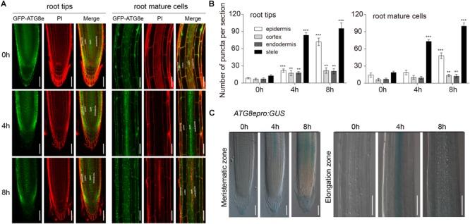 https://cdn.ncbi.nlm.nih.gov/pmc/blobs/5298/6470631/706fdd80cdb0/fpls-10-00468-g004.jpg