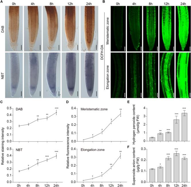 https://cdn.ncbi.nlm.nih.gov/pmc/blobs/5298/6470631/8d345446e9ad/fpls-10-00468-g001.jpg