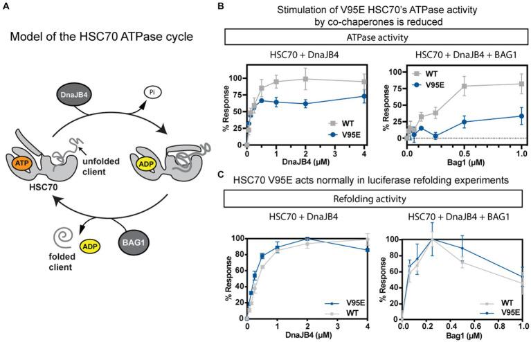 https://cdn.ncbi.nlm.nih.gov/pmc/blobs/5299/10880117/dfea9c686b2d/fnins-18-1263724-g007.jpg