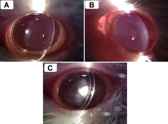 https://cdn.ncbi.nlm.nih.gov/pmc/blobs/529b/2838741/60e362a5bd38/mv-v16-445-f1.jpg