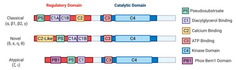 https://cdn.ncbi.nlm.nih.gov/pmc/blobs/529b/8197251/bfd36a1f2ee1/ijms-22-05527-g002.jpg