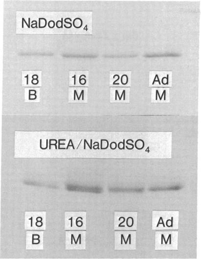 https://cdn.ncbi.nlm.nih.gov/pmc/blobs/529c/430559/5f3bd88e72a2/pnas00037-0186-a.jpg