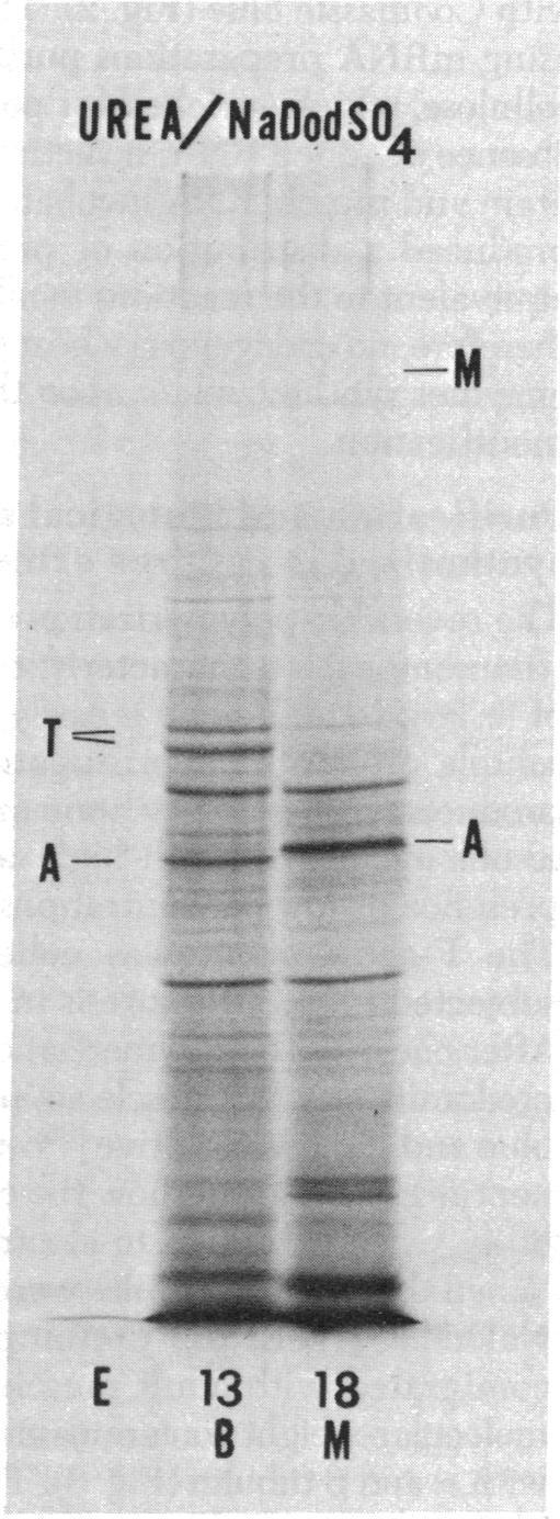 https://cdn.ncbi.nlm.nih.gov/pmc/blobs/529c/430559/b0781281f446/pnas00037-0186-b.jpg