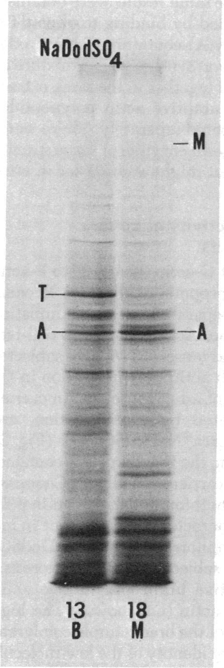 https://cdn.ncbi.nlm.nih.gov/pmc/blobs/529c/430559/e032fe5ec8e8/pnas00037-0186-c.jpg
