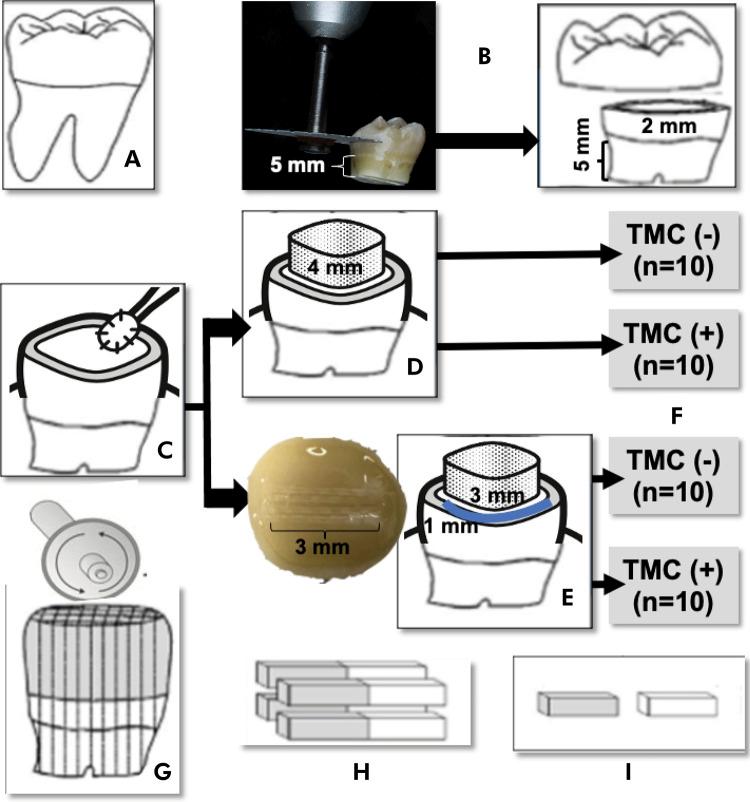 https://cdn.ncbi.nlm.nih.gov/pmc/blobs/529e/11808700/bddea39725f4/1807-3107-bor-39-e013-gf01.jpg