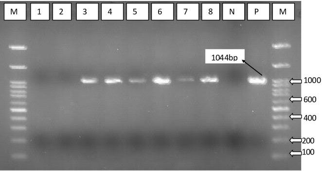 https://cdn.ncbi.nlm.nih.gov/pmc/blobs/529f/11914910/262a4a019723/fimmu-16-1513443-g008.jpg