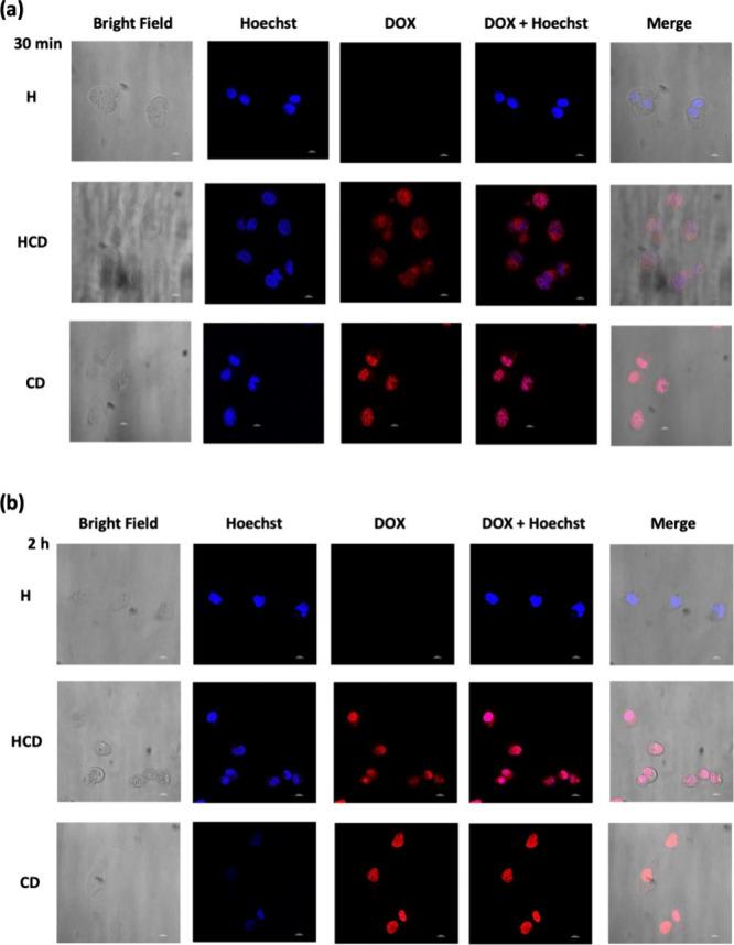 https://cdn.ncbi.nlm.nih.gov/pmc/blobs/52a0/12076507/7a174bb368d2/bm5c00387_0016.jpg