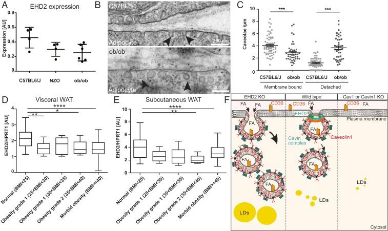 https://cdn.ncbi.nlm.nih.gov/pmc/blobs/52a0/7132307/42dc91bb9217/pnas.1918415117fig07.jpg