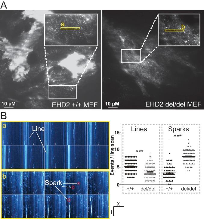 https://cdn.ncbi.nlm.nih.gov/pmc/blobs/52a0/7132307/f11c6d323fb1/pnas.1918415117fig04.jpg