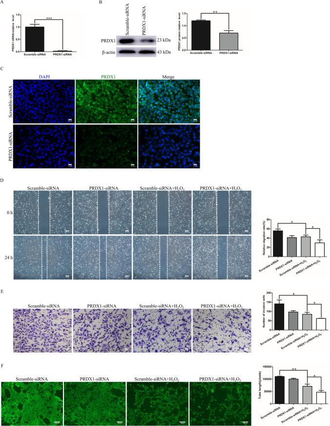 https://cdn.ncbi.nlm.nih.gov/pmc/blobs/52a6/10352211/1af4aaa1e198/10815_2023_2820_Fig3_HTML.jpg