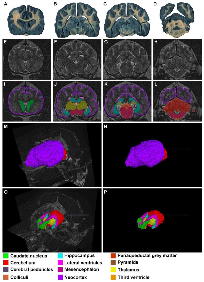 https://cdn.ncbi.nlm.nih.gov/pmc/blobs/52aa/10215491/061a4e83710d/animals-13-01601-g003.jpg