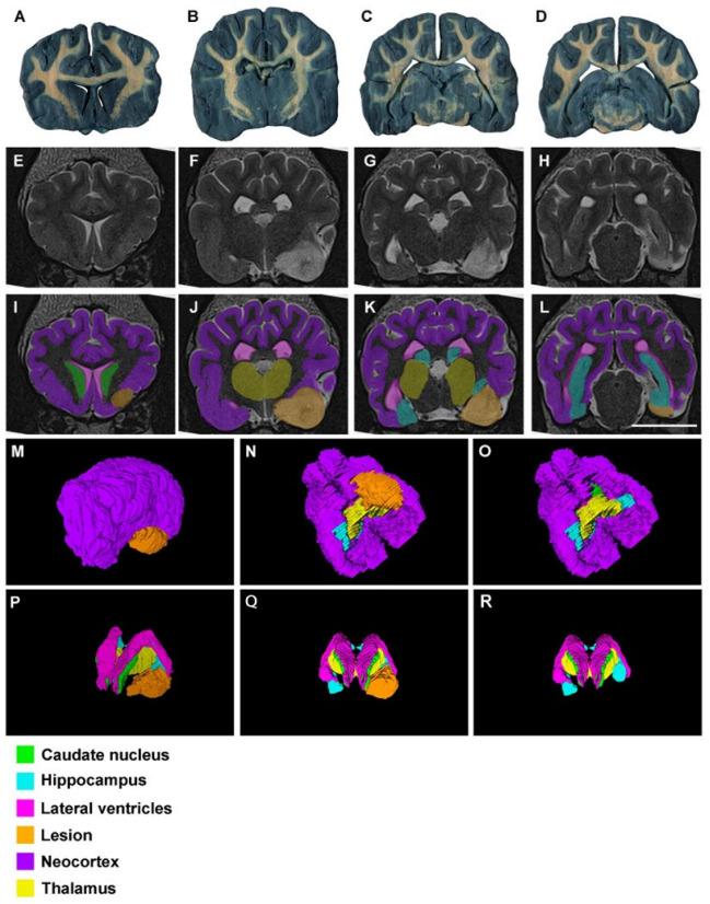 https://cdn.ncbi.nlm.nih.gov/pmc/blobs/52aa/10215491/4159458b3a65/animals-13-01601-g005.jpg