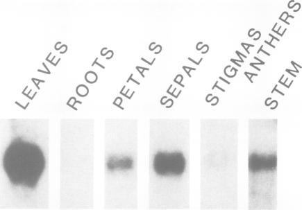 https://cdn.ncbi.nlm.nih.gov/pmc/blobs/52ab/554622/2ba751dcd537/emboj00277-0025-a.jpg