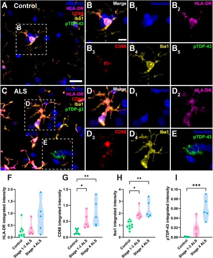 https://cdn.ncbi.nlm.nih.gov/pmc/blobs/52b0/11844090/3d1d7bda7f66/40478_2025_1941_Fig1_HTML.jpg
