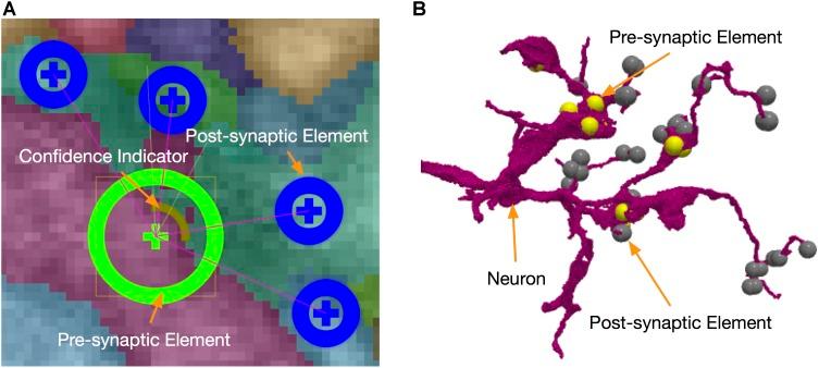 https://cdn.ncbi.nlm.nih.gov/pmc/blobs/52b4/6243011/64a2c84a2fa3/fncir-12-00101-g006.jpg
