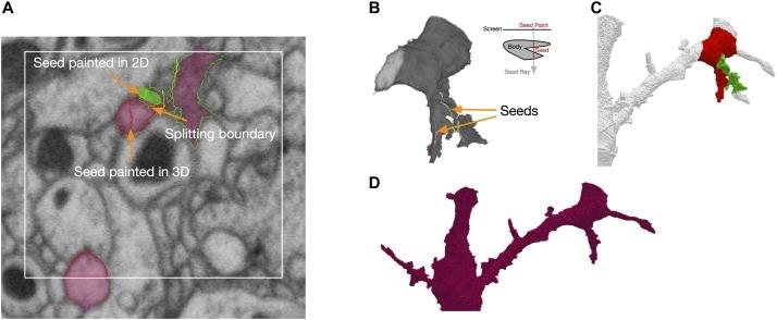 https://cdn.ncbi.nlm.nih.gov/pmc/blobs/52b4/6243011/6937af023c31/fncir-12-00101-g005.jpg