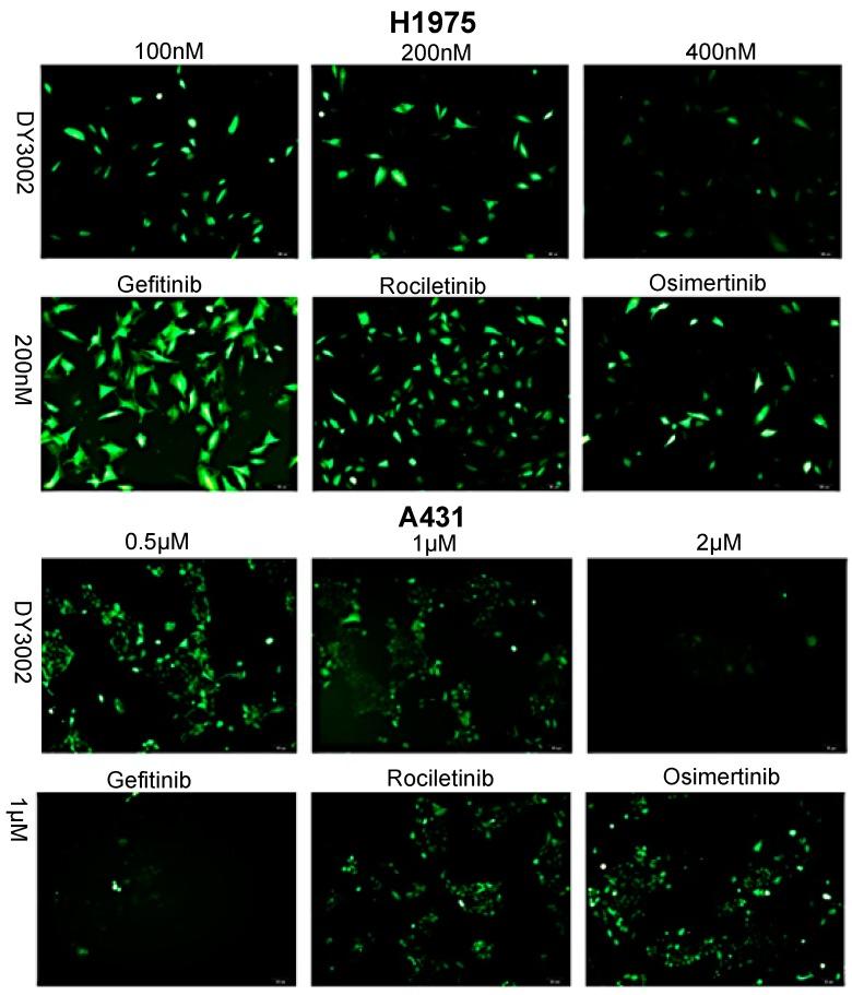 https://cdn.ncbi.nlm.nih.gov/pmc/blobs/52b9/6274483/502837dd477f/molecules-21-01462-g007.jpg