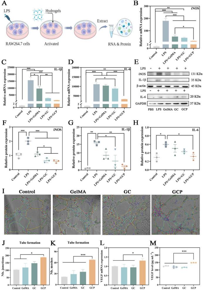 https://cdn.ncbi.nlm.nih.gov/pmc/blobs/52ba/11917161/4600ede067a6/12951_2025_3285_Fig6_HTML.jpg