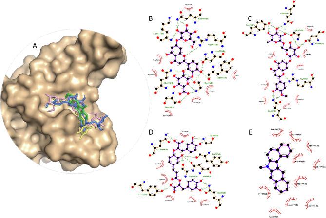 https://cdn.ncbi.nlm.nih.gov/pmc/blobs/52bb/11982357/2a5e307ee526/41598_2025_96417_Fig9_HTML.jpg