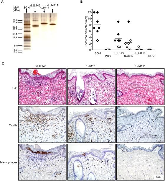 https://cdn.ncbi.nlm.nih.gov/pmc/blobs/52bf/2677456/ee786af5ed45/ppat.1000441.g003.jpg