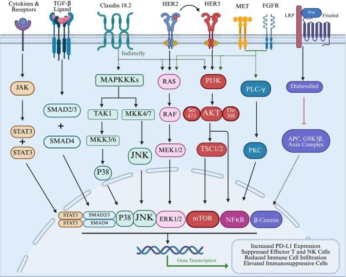 https://cdn.ncbi.nlm.nih.gov/pmc/blobs/52c0/12277934/6fc8170db18d/CAM4-14-e71065-g002.jpg