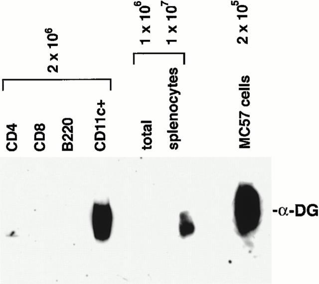 https://cdn.ncbi.nlm.nih.gov/pmc/blobs/52c2/2193355/31640eca19f4/JEM001194.f6.jpg