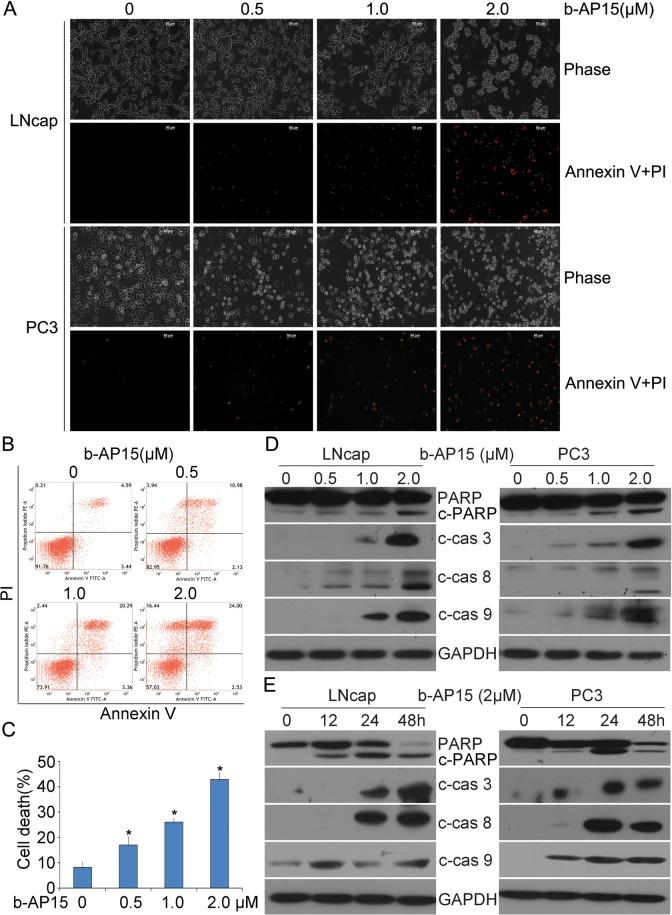 https://cdn.ncbi.nlm.nih.gov/pmc/blobs/52c5/5609916/992e9e02cb5b/oncotarget-08-63232-g003.jpg
