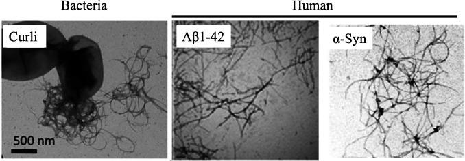 https://cdn.ncbi.nlm.nih.gov/pmc/blobs/52c6/10580905/843618f14c57/iai.00437-22.f001.jpg