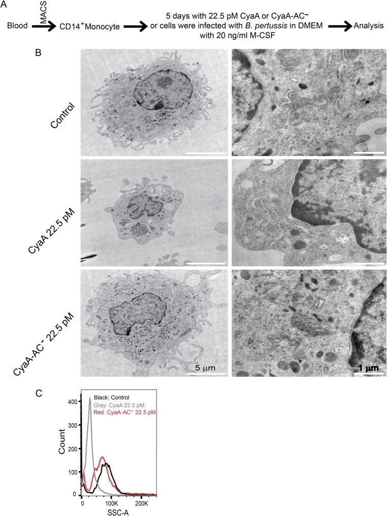 https://cdn.ncbi.nlm.nih.gov/pmc/blobs/52c6/6759761/9059495a005a/mBio.01743-19-f0001.jpg