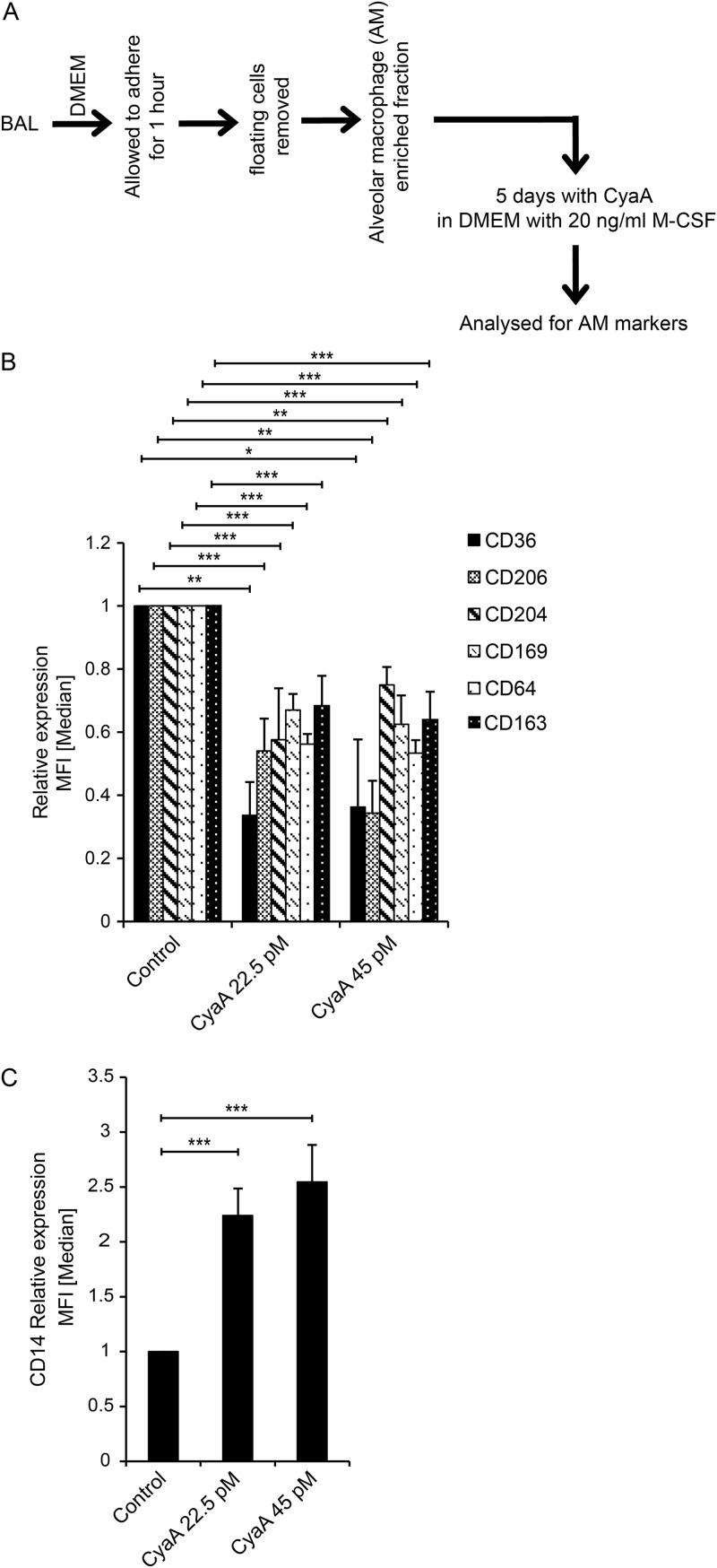 https://cdn.ncbi.nlm.nih.gov/pmc/blobs/52c6/6759761/a0c012396c04/mBio.01743-19-f0006.jpg