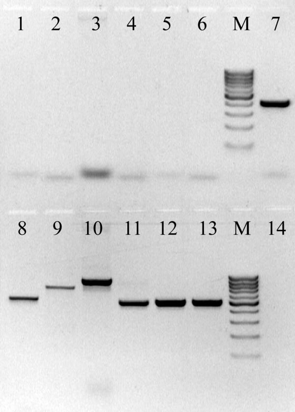 https://cdn.ncbi.nlm.nih.gov/pmc/blobs/52c8/1526424/ade627428697/1472-6750-6-31-2.jpg