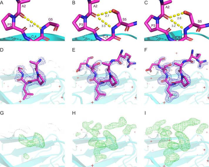 https://cdn.ncbi.nlm.nih.gov/pmc/blobs/52ca/12401543/2c1273c1f919/elife-104238-fig5-figsupp1.jpg