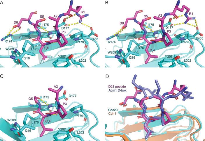 https://cdn.ncbi.nlm.nih.gov/pmc/blobs/52ca/12401543/634687c877bc/elife-104238-fig5.jpg