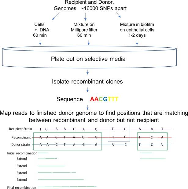 https://cdn.ncbi.nlm.nih.gov/pmc/blobs/52ca/6016952/171dc2113af8/pgen.1007410.g002.jpg
