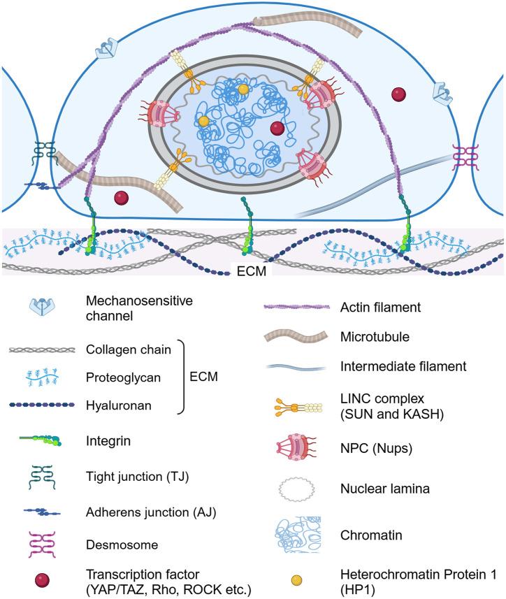 https://cdn.ncbi.nlm.nih.gov/pmc/blobs/52cb/12158467/427a5818c992/ABPID9-000009-021503_1-g001.jpg